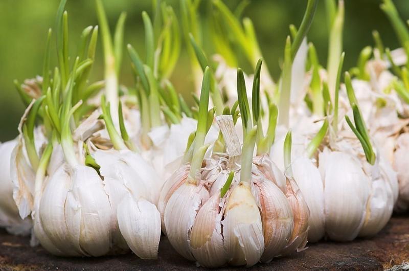Sự thật về 6 thực phẩm ai cũng tưởng hỏng vứt đi nhưng hóa ra tốt gấp nghìn lần - Ảnh 2 Sự thật về 6 thực phẩm ai cũng tưởng hỏng vứt đi nhưng hóa ra tốt gấp nghìn lần - Ảnh 2